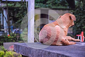 Homeless aspin street dog sitting alone on the concrete bench in the park