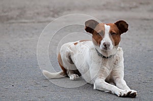 Homeless attentive dog looking ahead