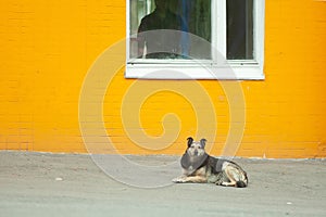 Homeless Begging Dog with in front of yellow wall with window