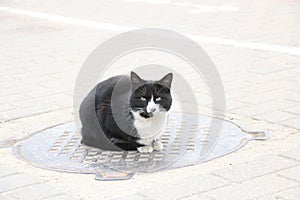 Homeless black cat sitting on the hatch, close up