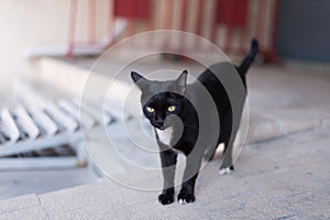 A homeless black cat wander around the street.