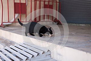 A homeless black cat wander around the street.