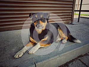 Homeless black and red dog with white paws lies on the sidewalk