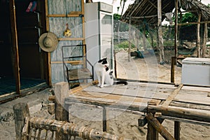 Homeless black and white cat sitting on wooden table