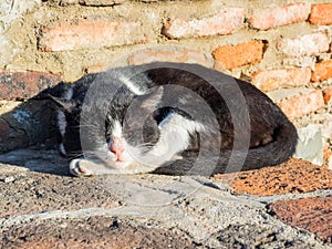 Homeless black and white cat sleeping on bricks and basking in the sun