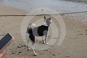 A homeless black and white dog on the beach