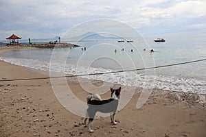 A homeless black and white dog on the beach