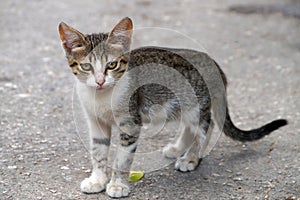 Homeless black and white kitten looking at the camera