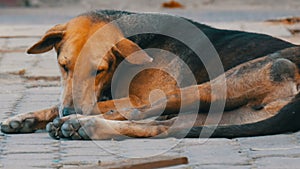 Homeless brown-black dog lies on street in Thailand