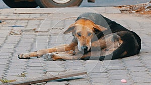 Homeless brown-black dog lies on street in Thailand