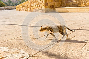 Homeless brown cat walking in Dariyah clay castle, also as Dereyeh and Dariyya, a town in Riyadh, Saudi Arabia, original home of