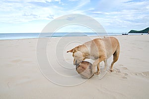 Homeless brown dog playing the waves at the beach with dry coconut