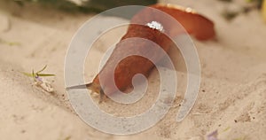 Homeless brown snail crawling slowly on the sand, beautifully filmed