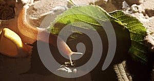 Homeless brown snail that crawls slowly on the sand, and natural leaves