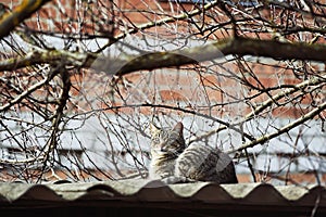 Homeless brown tabby cat sitting on the roof under the rays of the sun, spring photo