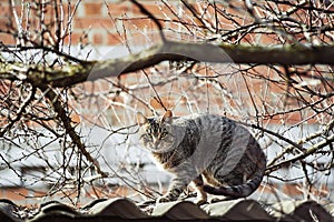 Homeless brown tabby cat sitting on the roof under the rays of the sun, spring photo