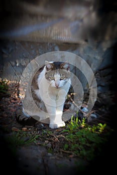Homeless cat. With Blurred Background Using Lensbaby photo