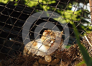 Homeless cat behind the bars