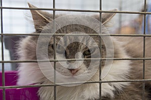 Homeless cat in a cage