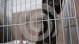 Homeless cat in a cage in a shelter. Black cat stretches its paw into the camera lens. Cat is waiting for adoption