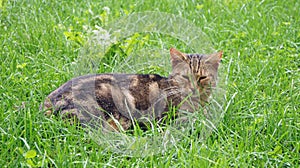 Milan: Stray cat in Sforza Castle