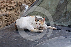 Homeless cat in the city of Sousse sleeping on the hood of the car