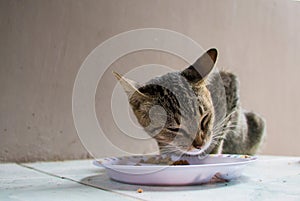 Homeless cat eating cat`s food from white plate. Close-up photo of cute and lovely pet.