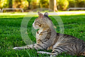 Homeless cat feline animal portrait lay on a grass in sunny park vivid colorful nature blurred outdoor background environment