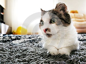 A homeless cat with frostbitten ears sits on the street in the summer