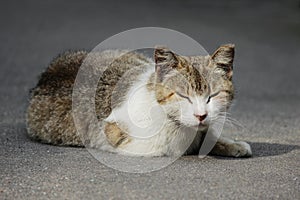 A homeless cat with frostbitten ears sits on the street in the summer