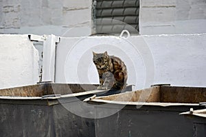 Homeless cat on the garbage container photo