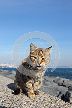 Homeless cat on the granit waterfront in Istanbul