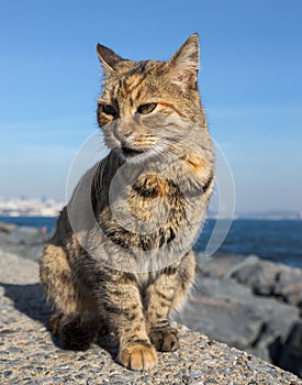 Homeless cat on the granit waterfront in Istanbul