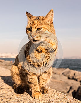 Homeless cat on the granit waterfront in Istanbul. Toned