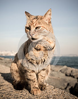 Homeless cat on the granit waterfront in Istanbul. Toned