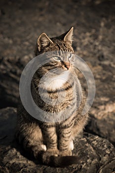 Homeless cat on the granit waterfront in Istanbul. Toned