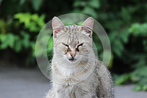homeless cat infected with feline herpesvirus - Feline viral rhinotracheitis or chlamydiosis - Chlamydia psittaci with eyes conjun photo