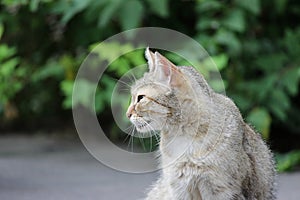 homeless cat infected with feline herpesvirus - Feline viral rhinotracheitis or chlamydiosis - Chlamydia psittaci with eyes conjun