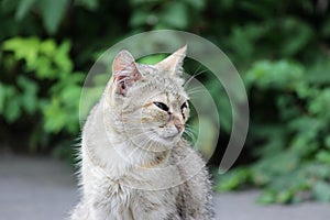 homeless cat infected with feline herpesvirus - Feline viral rhinotracheitis or chlamydiosis - Chlamydia psittaci with eyes conjun