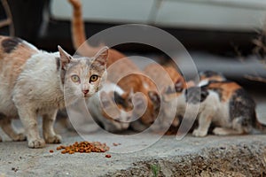 Homeless cat with kittens eating special food for cats on the street.