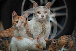 Homeless cat with kittens eating special food for cats on the street.