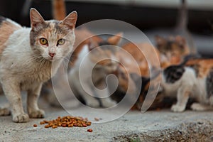 Homeless cat with kittens eating special food for cats on the street.