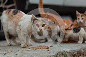 Homeless cat with kittens eating special food for cats on the street.