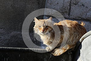 Homeless cat looks frightened at people
