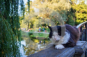 Homeless cat napping on the bridge railing in a city park