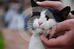 Homeless cat, pet and animals concept - Man caressing cat`s head