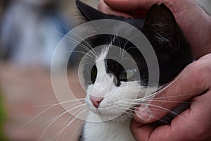 Homeless cat, pet and animals concept - Man caressing cat`s head