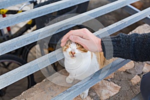 Homeless cat, pet and animals concept - Man caressing cat`s head