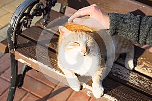 Homeless cat, pet and animals concept - Man caressing cat`s head