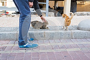 Homeless cat, pet and animals concept - Man stroking cat`s head